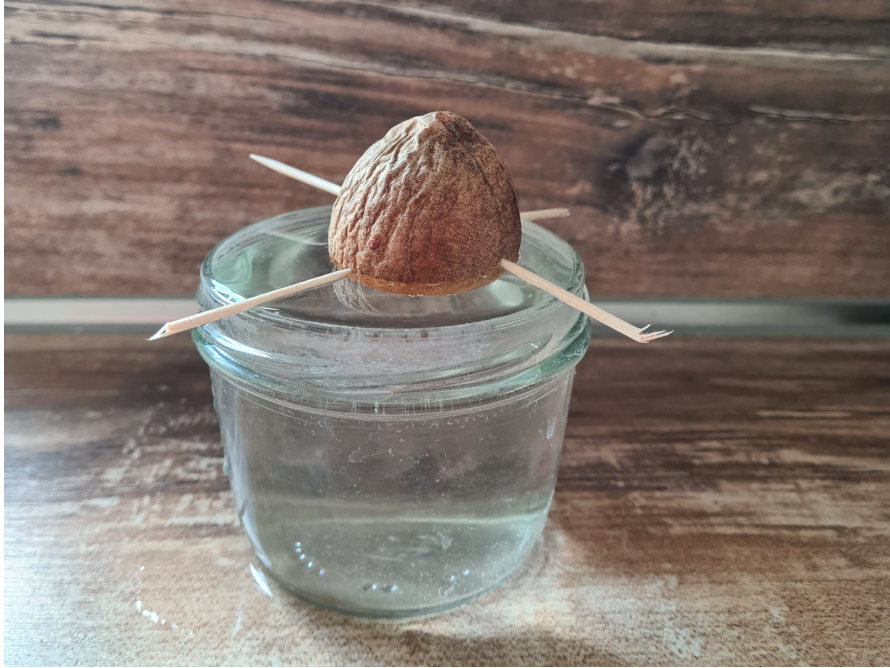 Ein Avocadokern ist mit Zahnstochern auf einem Glas mit Wasser befestigt.