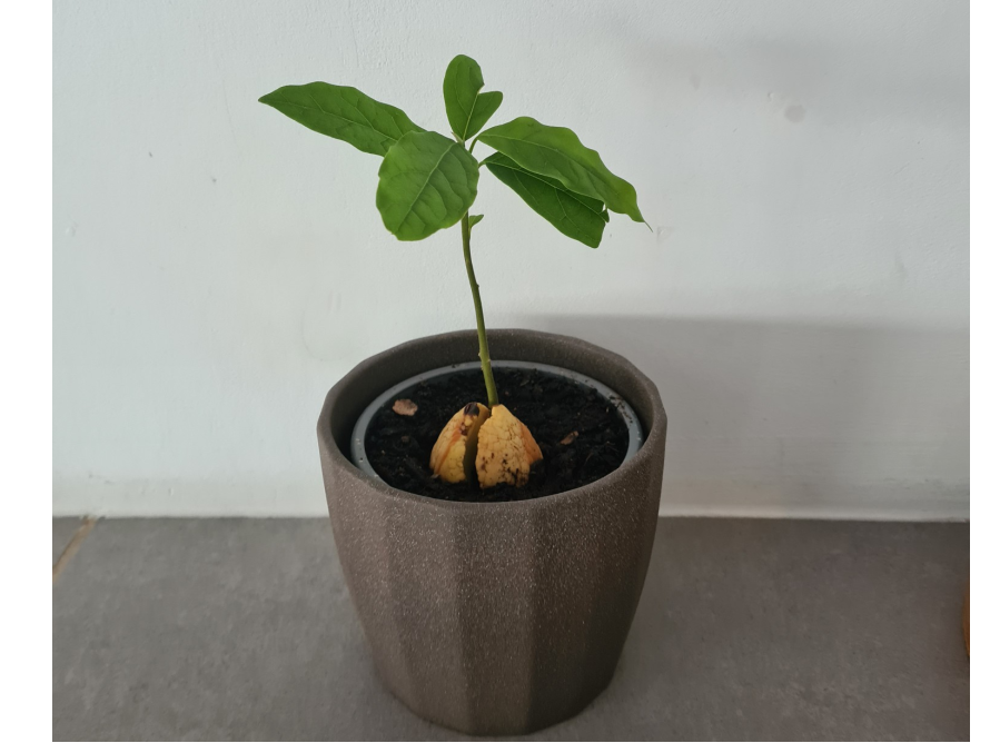 Avocadopflanze ziehen