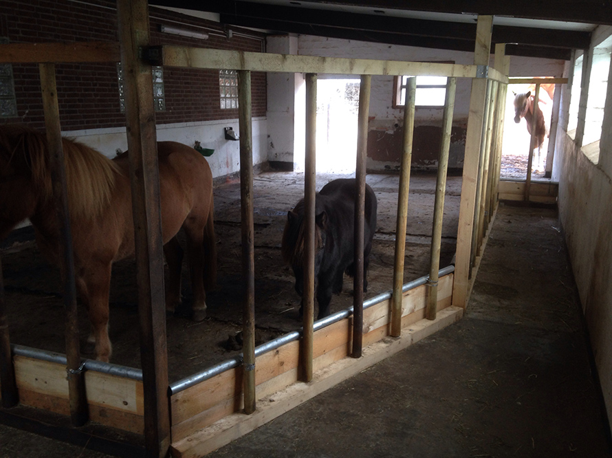 Drei Pferde in einem Stall mit Holzeinzäunung