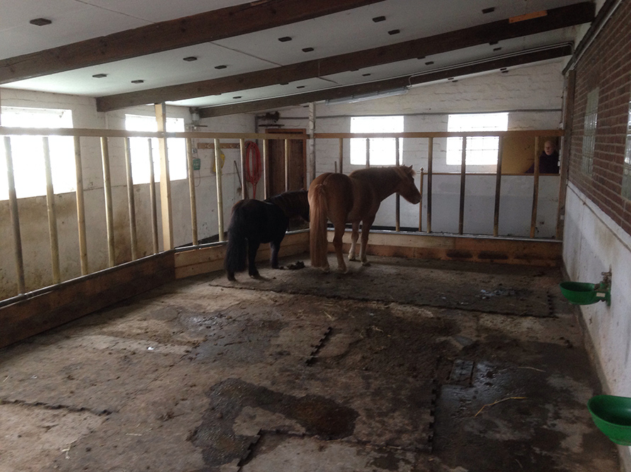 Zwei Pferde in einem Stall