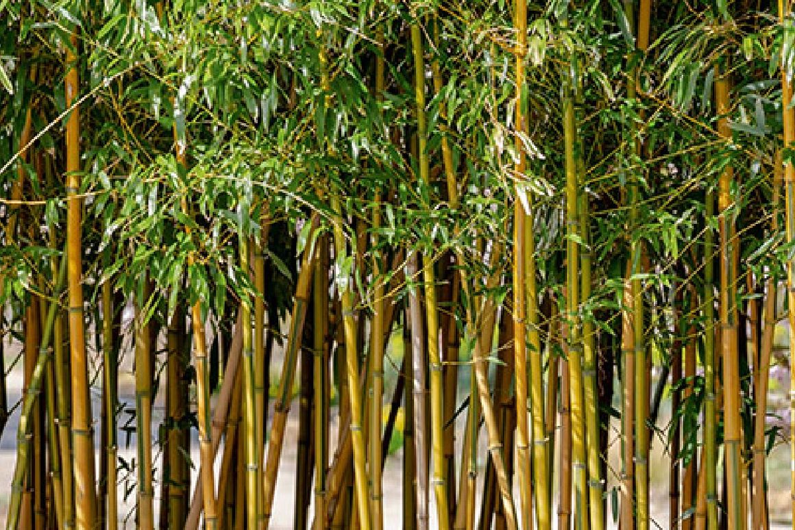 dicht gewachsener Bambus
