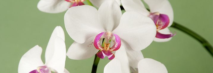 Weiß pinke Orchidee