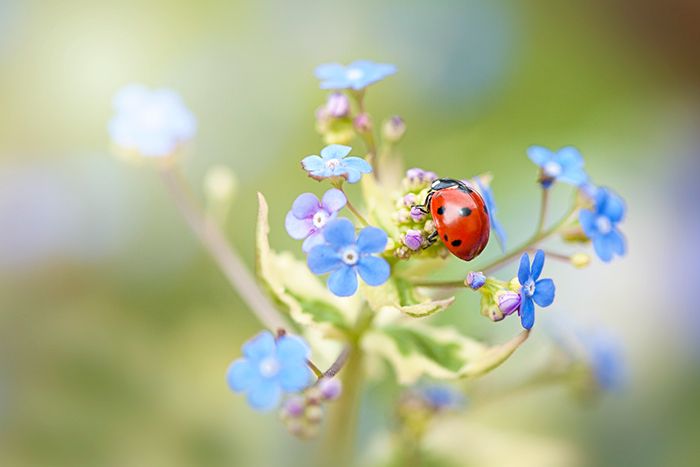 Blaue Blumen mit einem Marienkäfer 