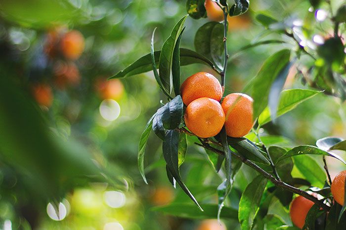 Orangenbaum mit Früchten 
