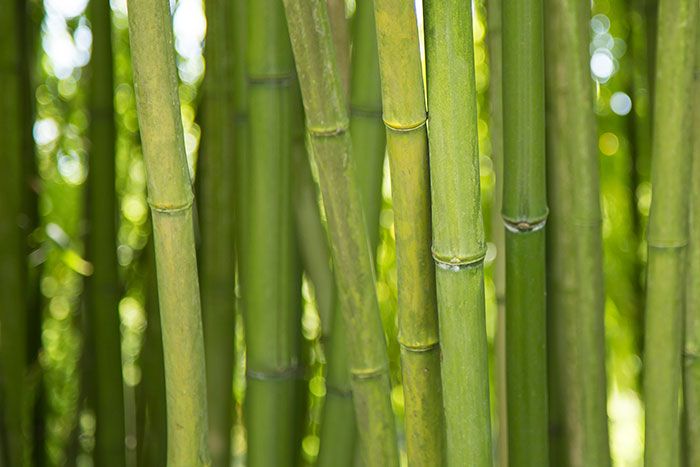 Bambus stämme